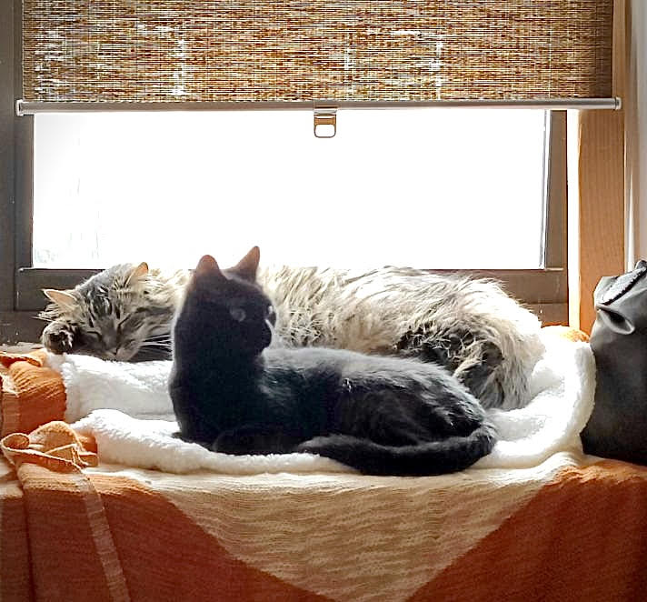 Two cats sit in the window, one black cat and a longer-haired white and grey cat. They are curled up together.